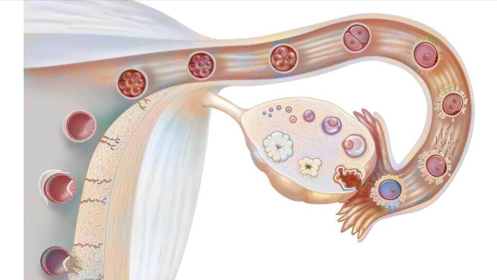 怀孕3个月子宫有多大,怀孕三个月子宫大小详解