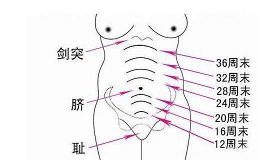 怀孕六个月腹围标准值,怀孕六个月腹围标准值及其重要性