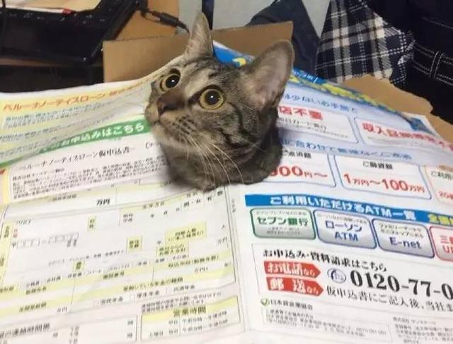 猫猫床上用品快递拆箱,猫猫床上用品快递拆箱，温馨与趣味的交织