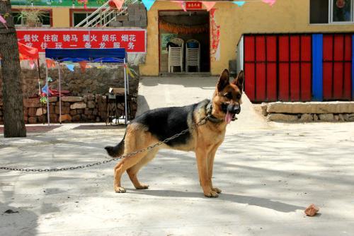 5个月的德牧,五个月大的德国牧羊犬的成长之旅